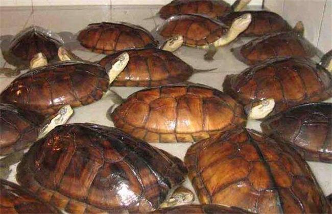 金钱龟家庭饲养方法讲解（金钱龟怎么养才好）