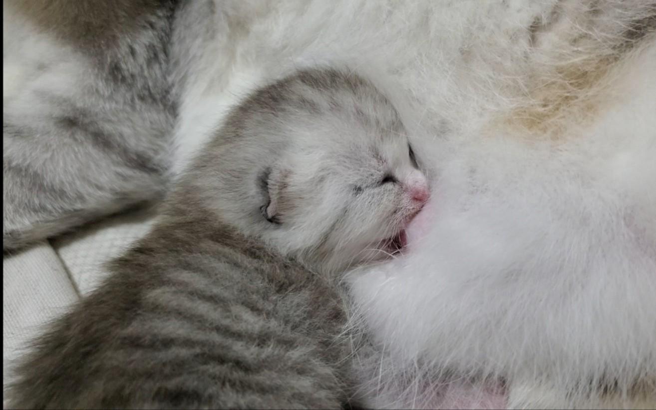 小猫会想念猫妈妈吗会哭吗（小猫丢了自己能回来吗）