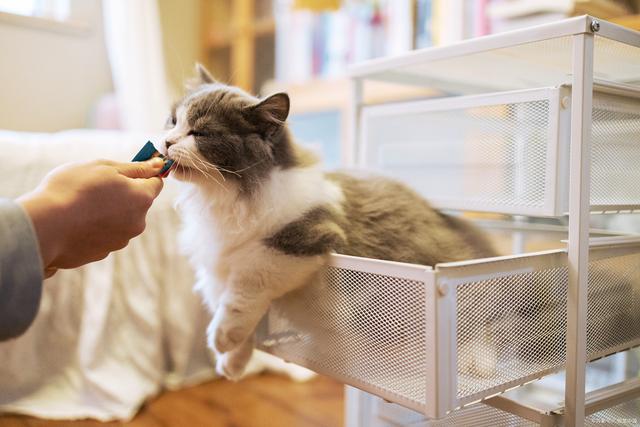 小猫会想念猫妈妈吗会哭吗（小猫丢了自己能回来吗）