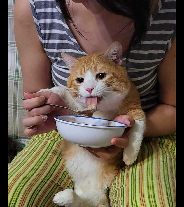 小猫会想念猫妈妈吗会哭吗（小猫丢了自己能回来吗）