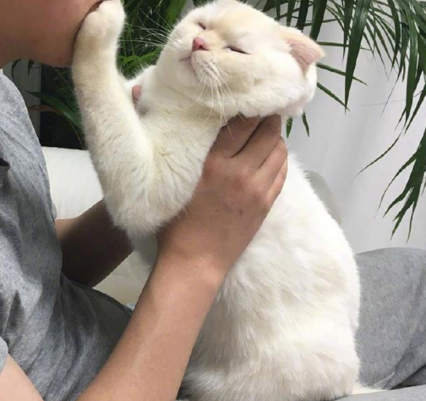 小猫会想念猫妈妈吗会哭吗（小猫丢了自己能回来吗）