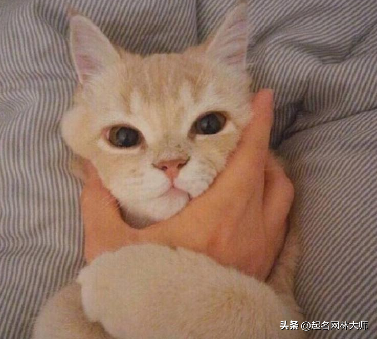 猫猫名字独特小众（灰色宠物猫名字洋气）