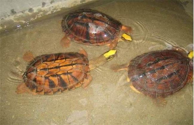 金钱龟家庭饲养方法讲解（金钱龟怎么养才好）