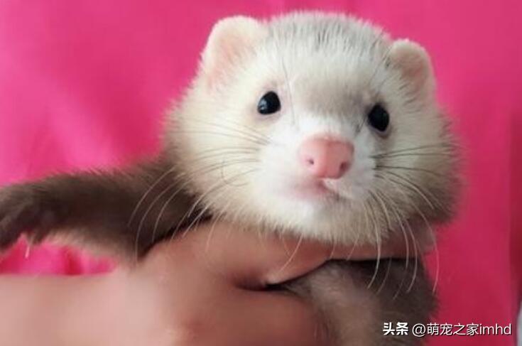 貂多少钱一只宠物