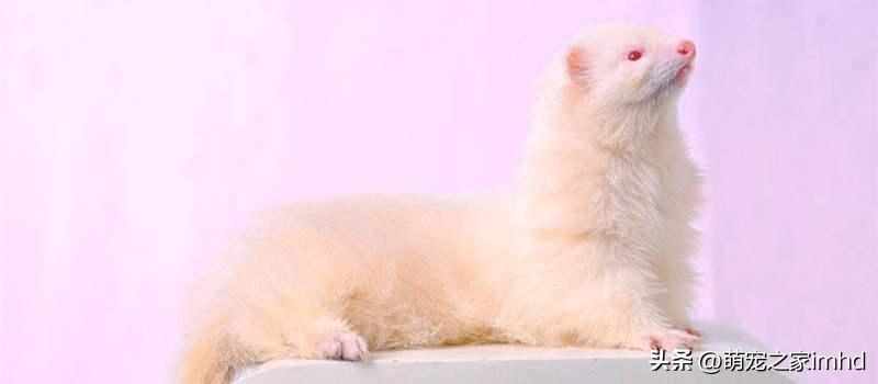 貂多少钱一只宠物（宠物花狐貂多少钱一只）