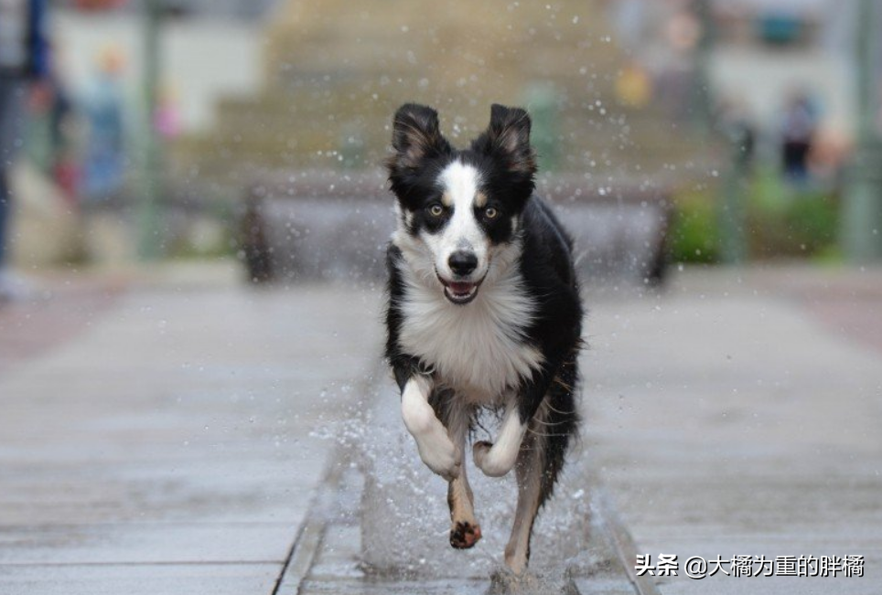 陌生人能牵走边牧吗（边牧多大开始认主人几个月听懂人话）