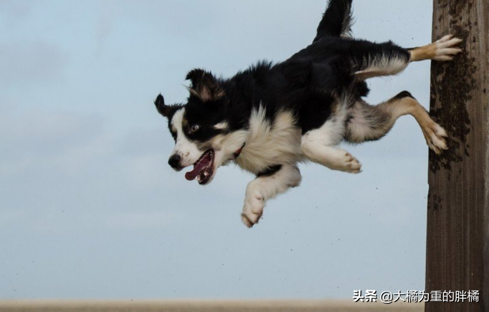 陌生人能牵走边牧吗（边牧多大开始认主人几个月听懂人话）