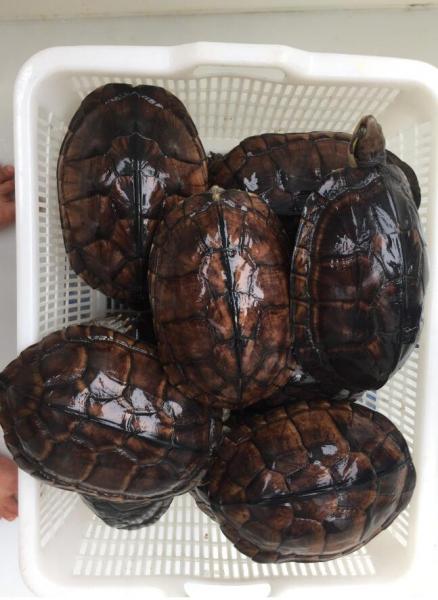 石金钱龟的功效与作用（附：家里养龟十大禁忌）