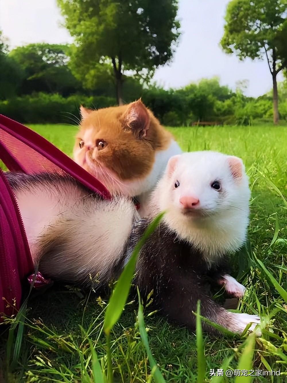 貂多少钱一只宠物（宠物花狐貂多少钱一只）