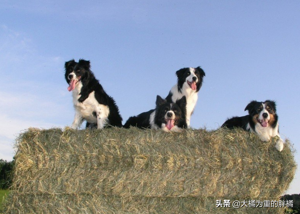陌生人能牵走边牧吗（边牧多大开始认主人几个月听懂人话）