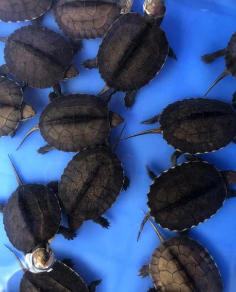 石金钱龟的功效与作用（附：家里养龟十大禁忌）