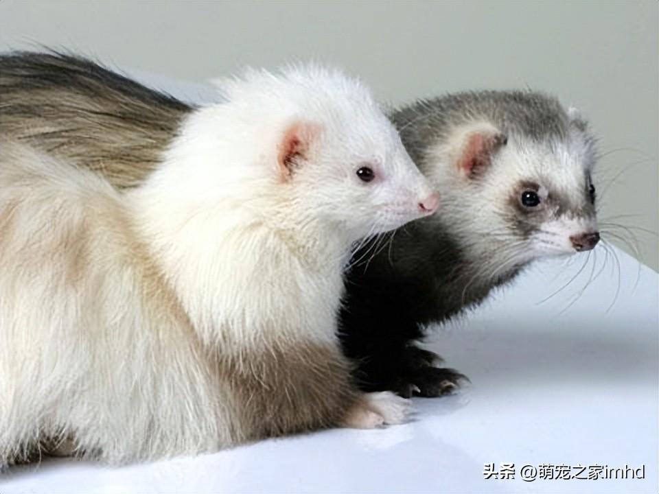 貂多少钱一只宠物（宠物花狐貂多少钱一只）