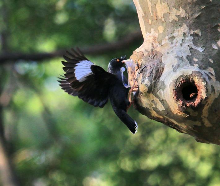 八哥鸟图片（八哥鸟品种大全）