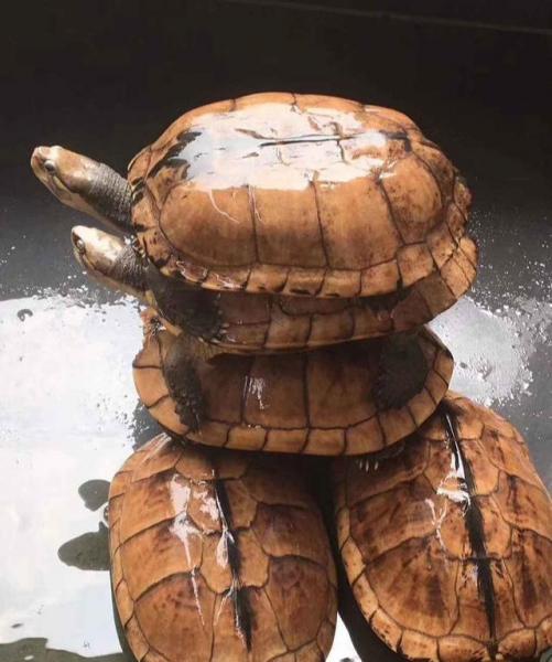 石金钱龟的功效与作用