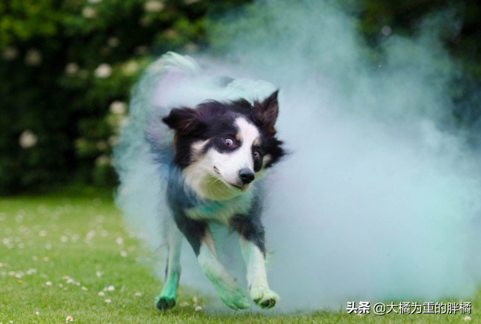 陌生人能牵走边牧吗（边牧多大开始认主人几个月听懂人话）