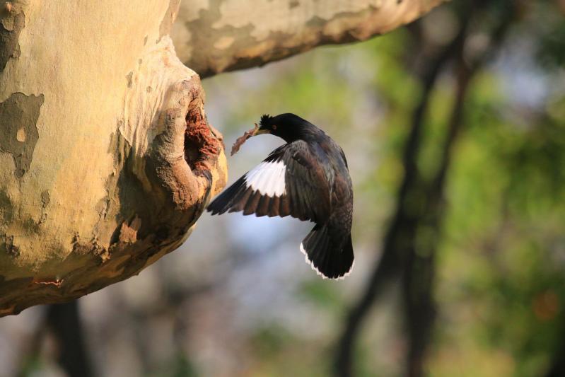 八哥鸟图片（八哥鸟品种大全）
