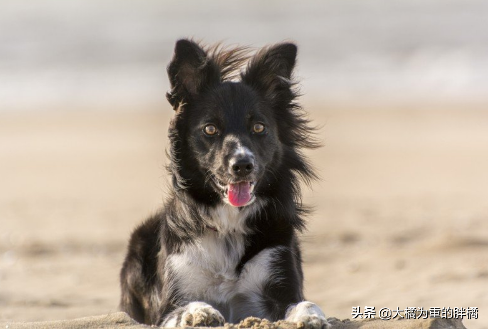 陌生人能牵走边牧吗（边牧多大开始认主人几个月听懂人话）