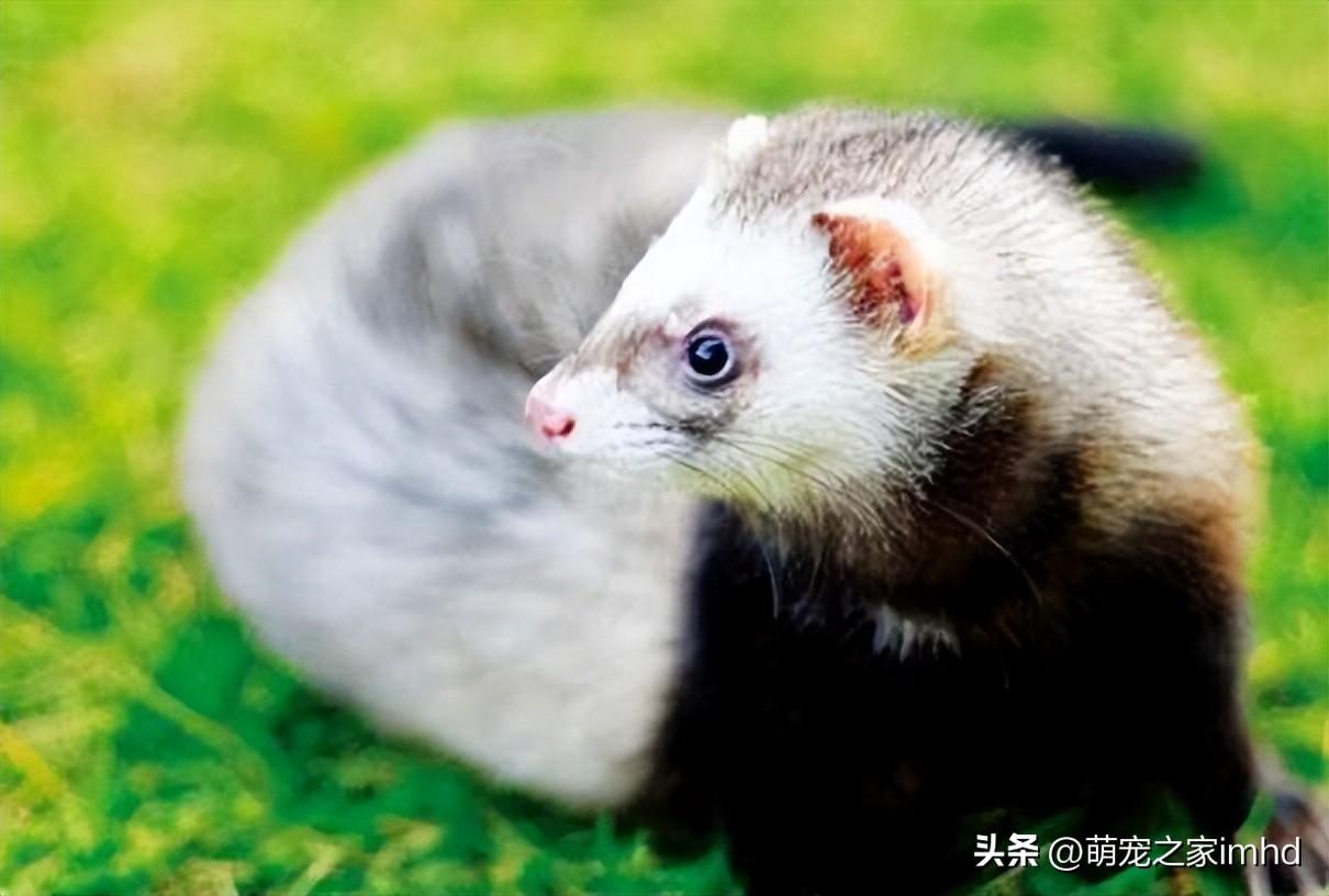 貂多少钱一只宠物（宠物花狐貂多少钱一只）