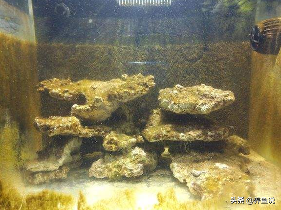 鱼缸内壁老有黄褐色怎么处理（鱼缸出现褐藻的原因及 除褐藻最佳方法）