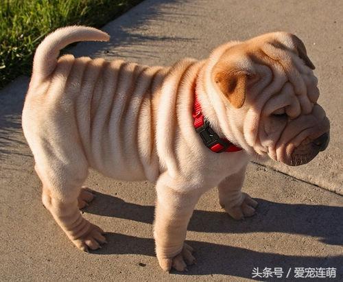 了解沙皮狗的训练小技巧（怎么训练沙皮狗）