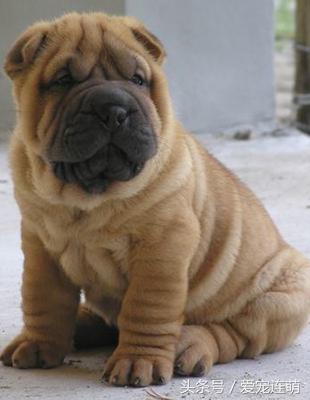 了解沙皮狗的训练小技巧（怎么训练沙皮狗）