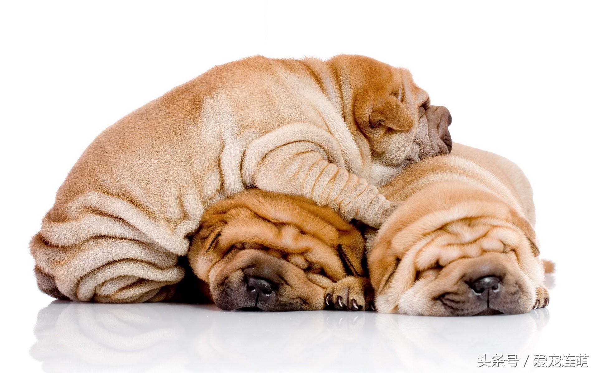 了解沙皮狗的训练小技巧（怎么训练沙皮狗）