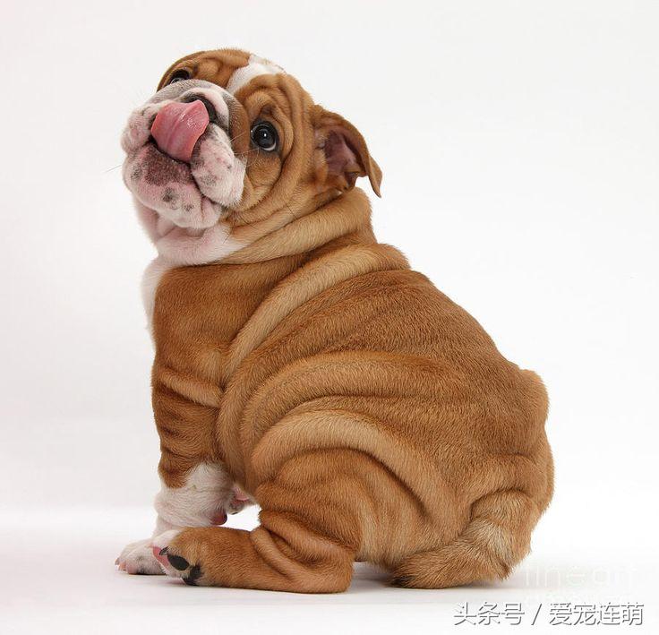 了解沙皮狗的训练小技巧（怎么训练沙皮狗）