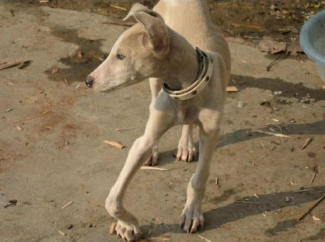 幼犬几个月补钙最佳（小狗狗缺钙吃什么补钙最快的方法）