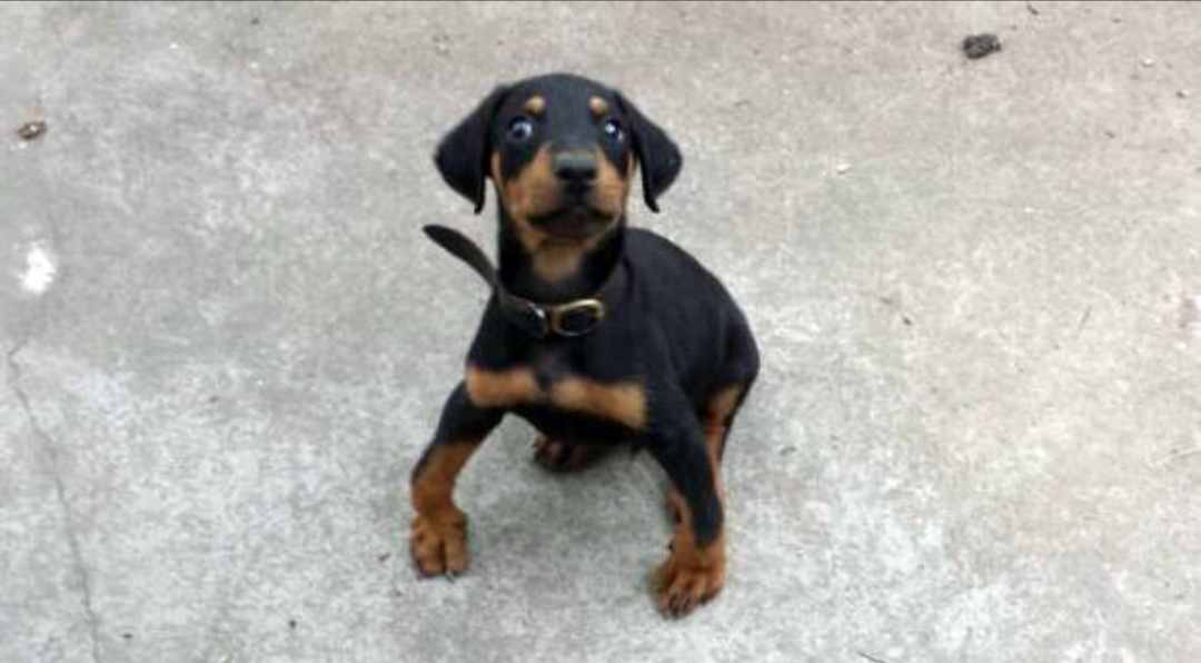 幼犬几个月补钙最佳（小狗狗缺钙吃什么补钙最快的方法）