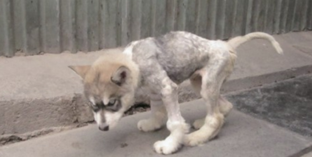 幼犬几个月补钙最佳（小狗狗缺钙吃什么补钙最快的方法）