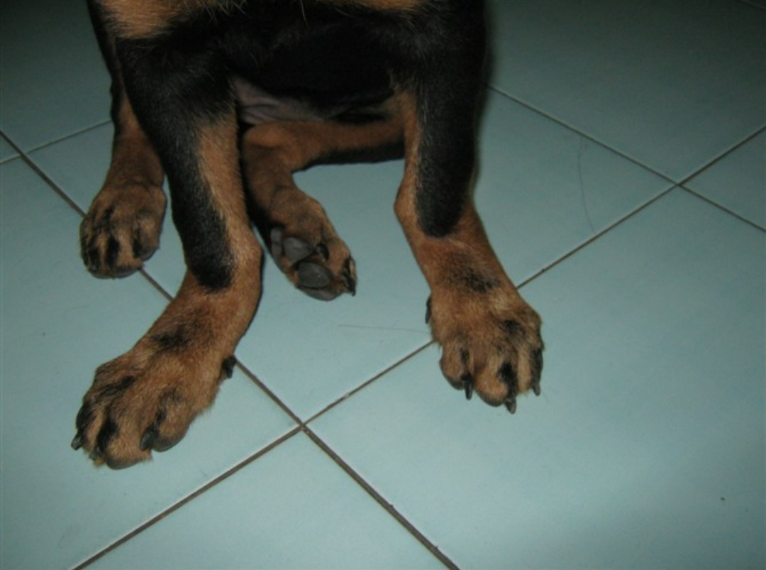 幼犬几个月补钙最佳（小狗狗缺钙吃什么补钙最快的方法）