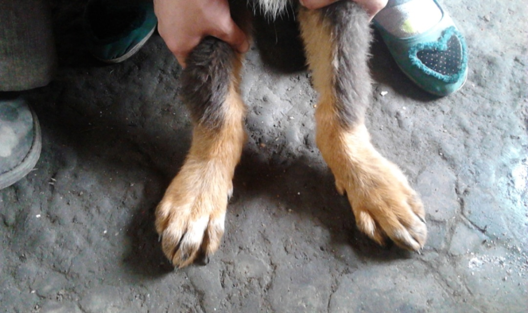 幼犬几个月补钙最佳（小狗狗缺钙吃什么补钙最快的方法）