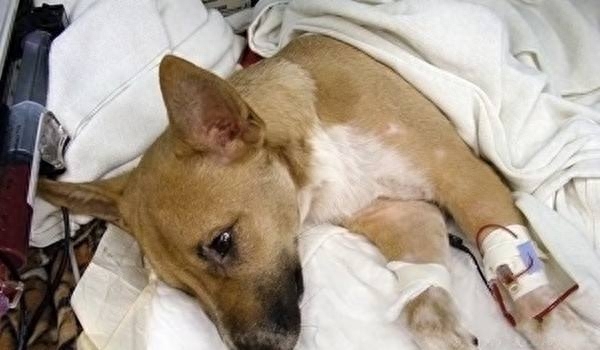 细小几天不死就没事了（附：找准治愈时机没那么可怕并非不治之症）