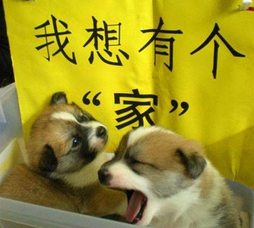 千万别去救助站领养狗狗的说说（知道怎么联系宠物救助站吗）