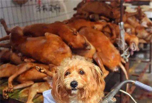 千万别去救助站领养狗狗的说说（知道怎么联系宠物救助站吗）