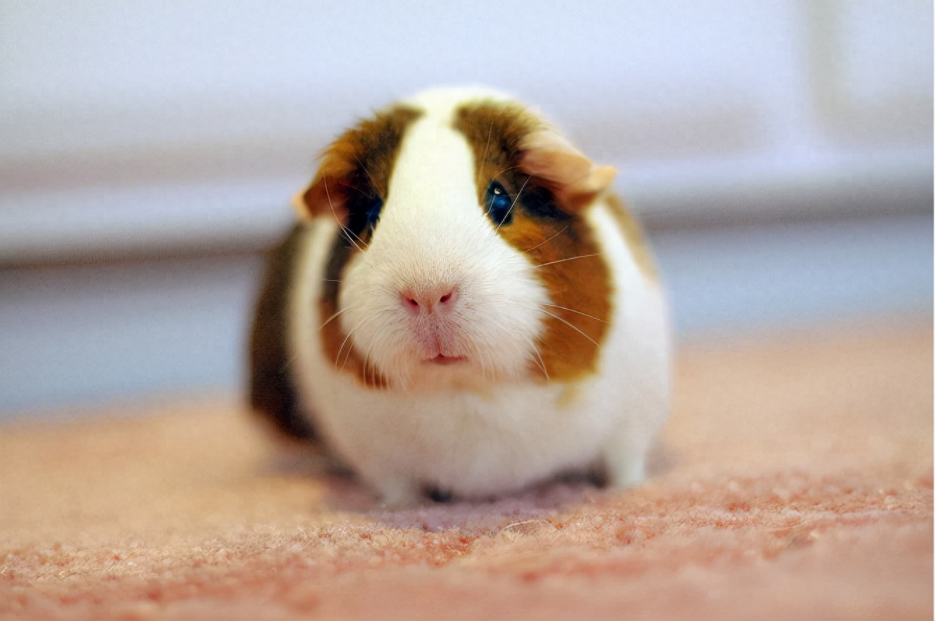 仓鼠拉稀怎么办（附：仓鼠拉稀的几个处理措施）