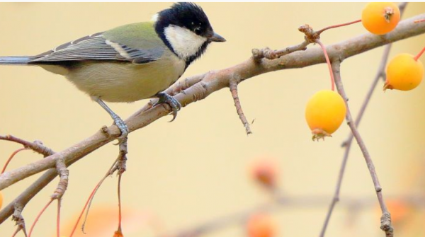 大山雀性格怎么样（附：大山雀外形特点）