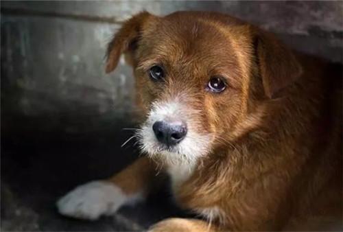 千万别去救助站领养狗狗的说说