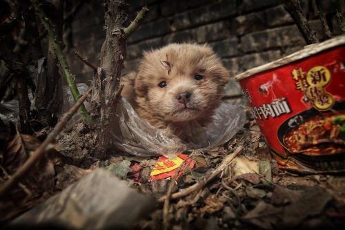 千万别去救助站领养狗狗的说说（知道怎么联系宠物救助站吗）