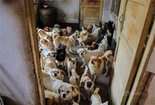 千万别去救助站领养狗狗的说说（知道怎么联系宠物救助站吗）