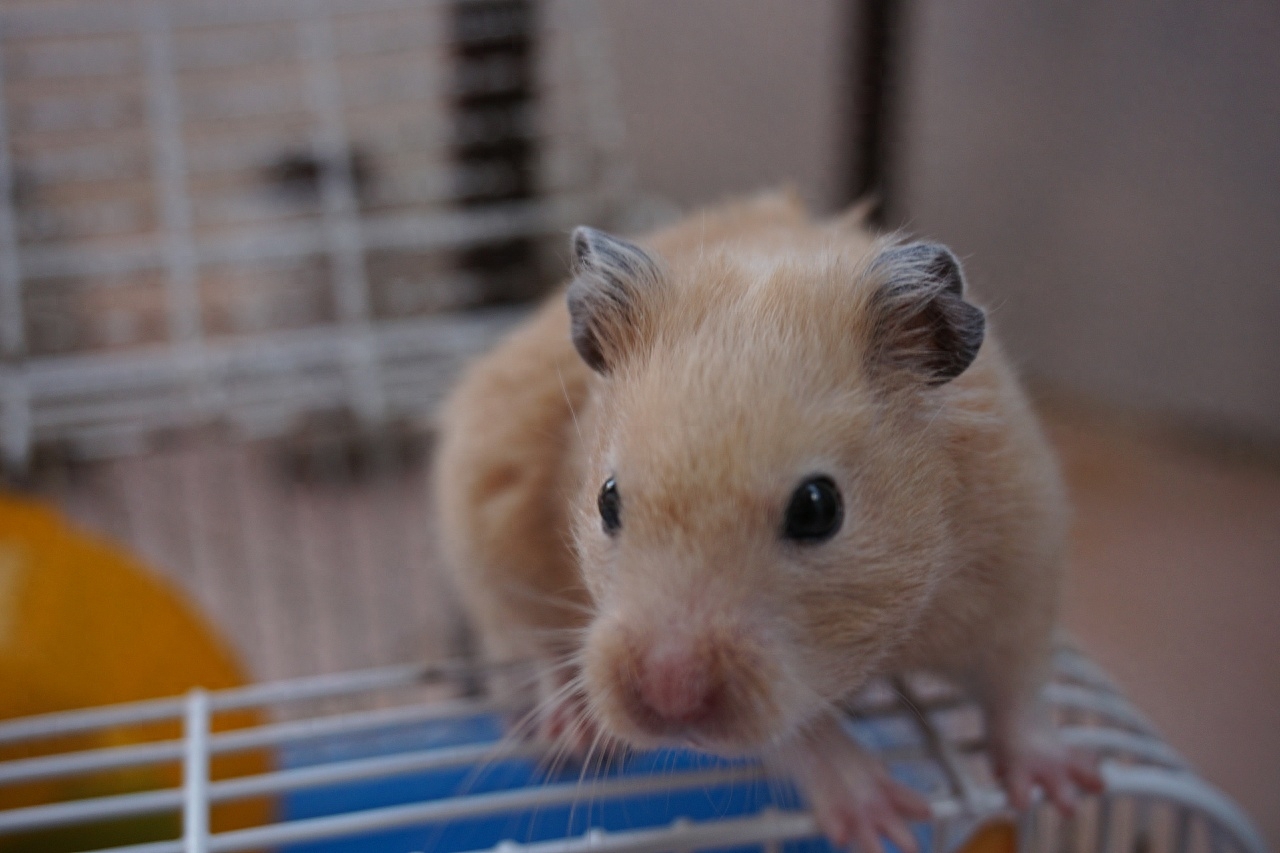 仓鼠拉稀怎么办（附：仓鼠拉稀的几个处理措施）