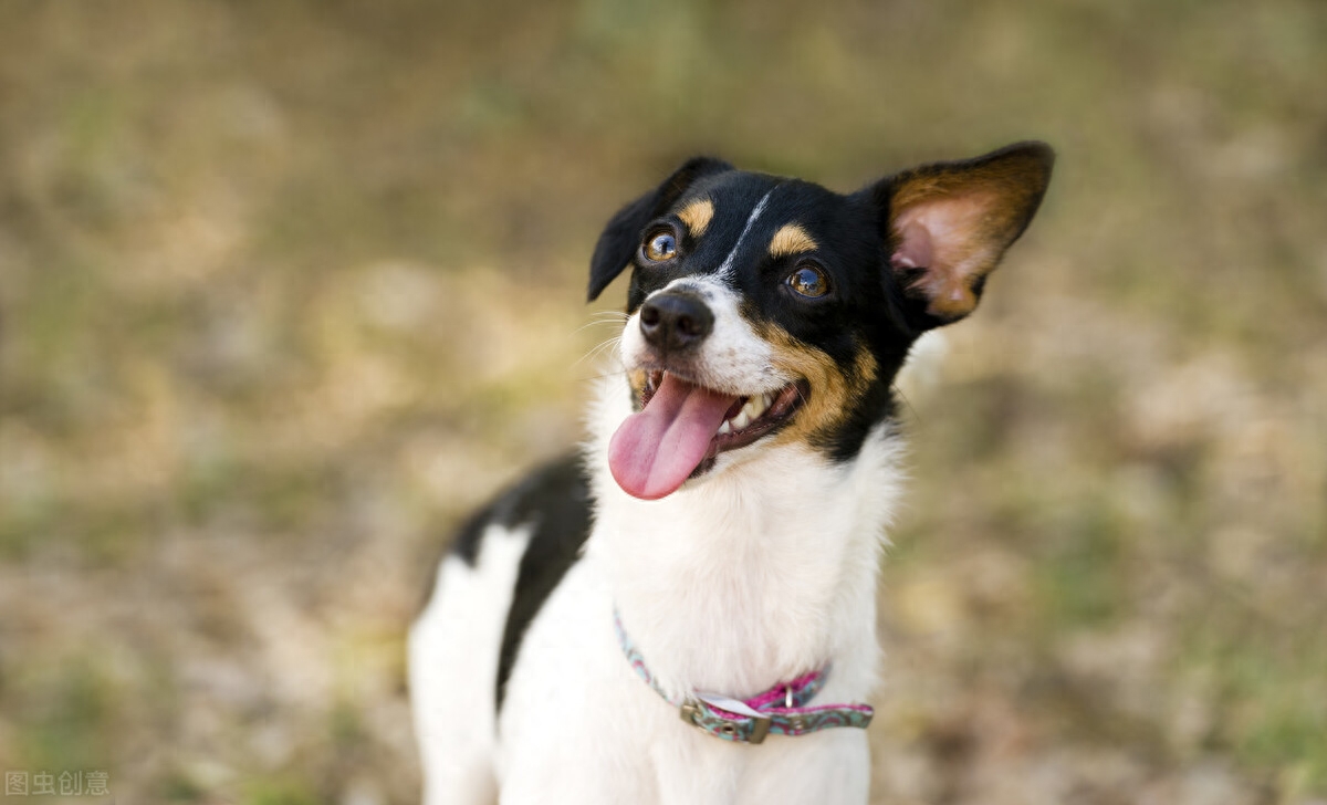 狗狗拉稀像泥浆很臭但精神很好咋办（宠主可以尝试采取以下措施）