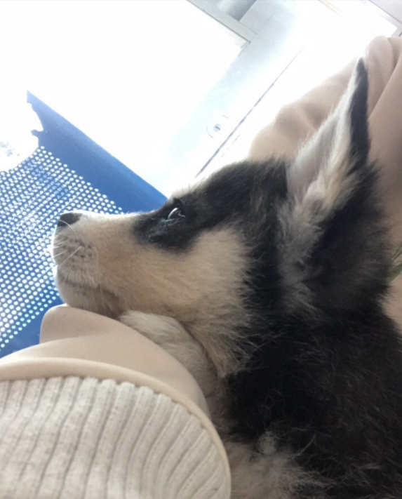 哈士奇对主人有感情吗（哈士奇怎么训练听话的方法大全）