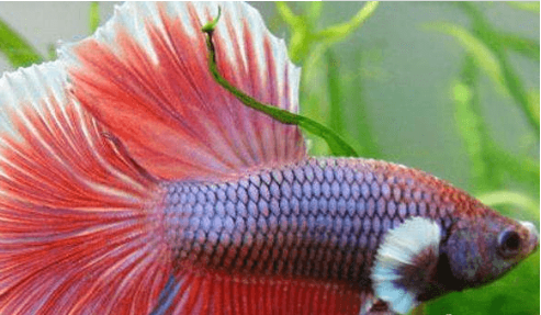 泰国斗鱼能和其他鱼混养吗？一定要注意哦！