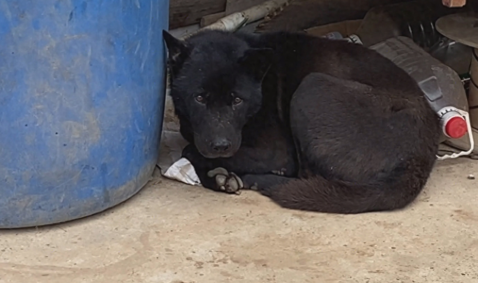 五黑狗的舌头都是黑的吗