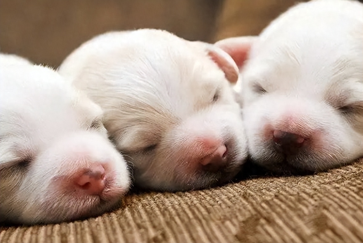 狗狗产前三天征兆有哪些（附：有这4种症状就是分娩的信号）