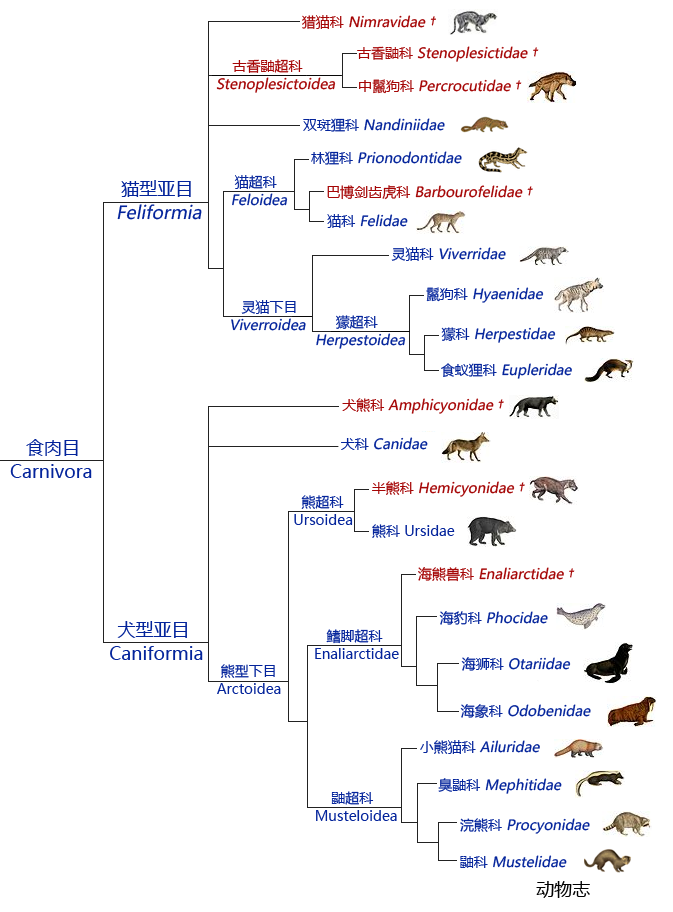 狗熊是犬科吗（熊是什么科动物）