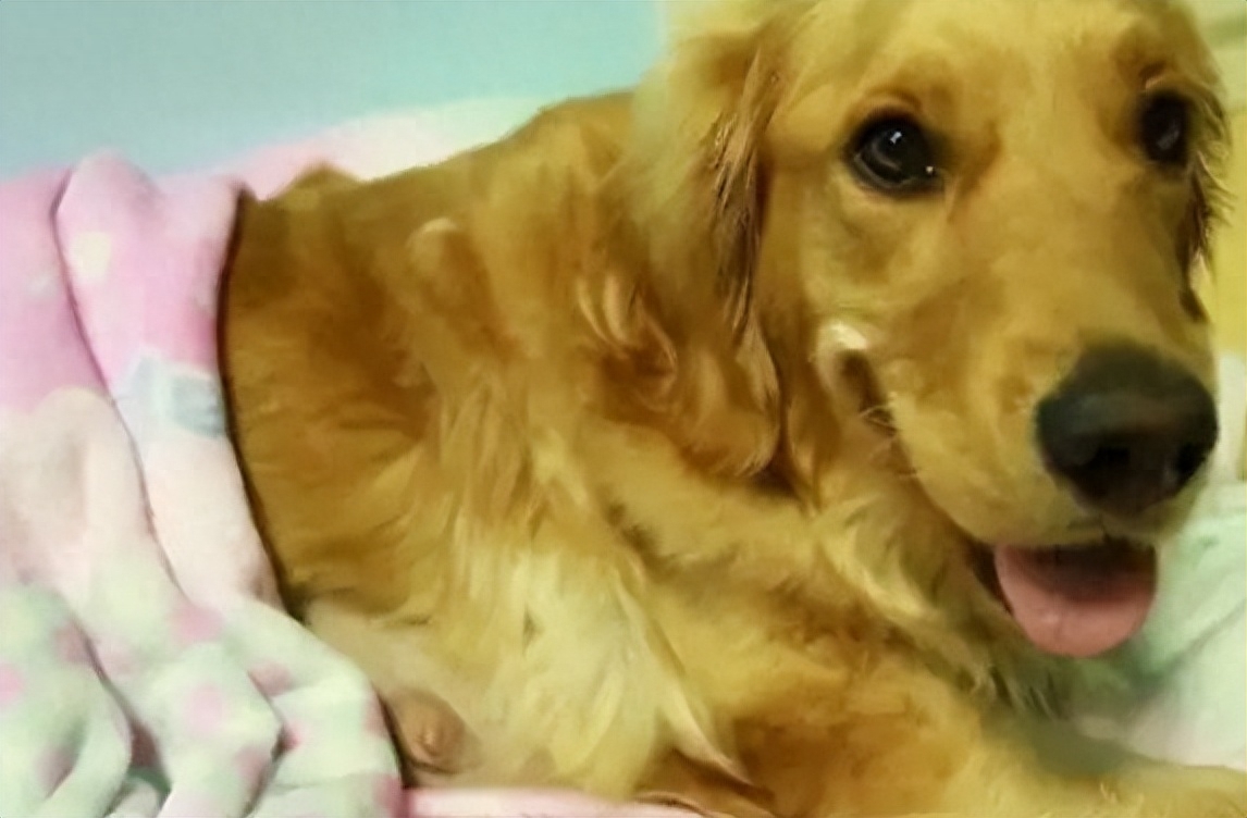 狗狗产前三天征兆有哪些（附：有这4种症状就是分娩的信号）