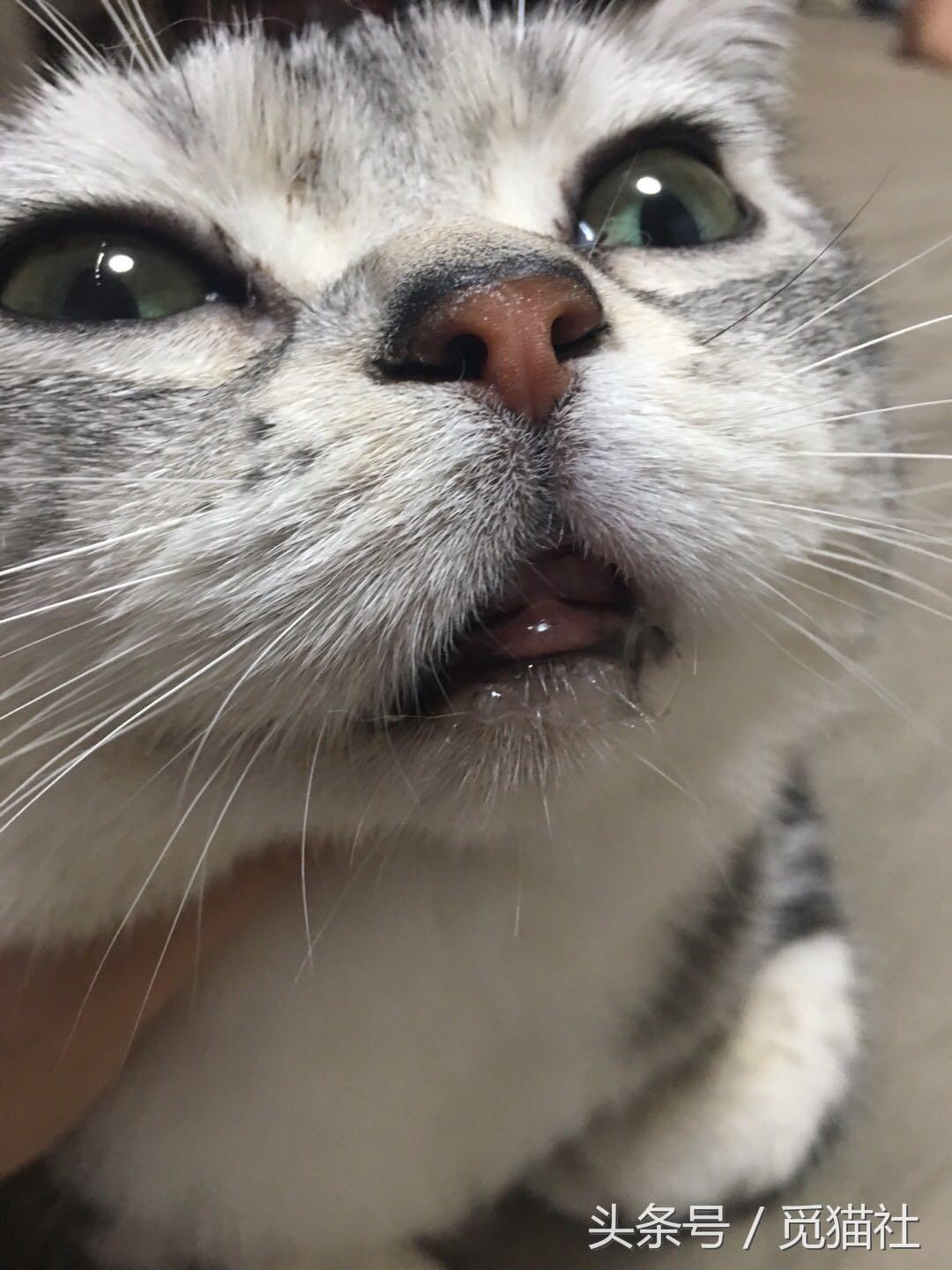 猫吃了一粒人的维生素b2会中毒吗（猫得了口炎还能活多久能自愈吗）