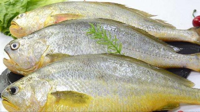 大黄鱼价格为什么差别大（大黄鱼价格多少钱一斤）